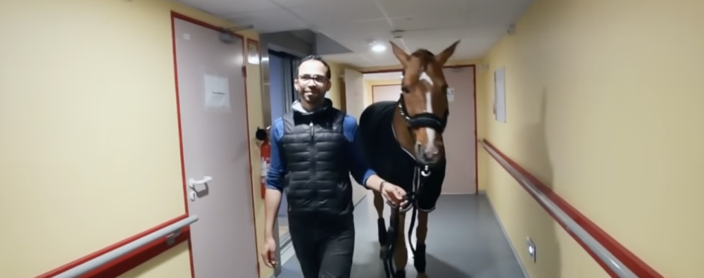 cheval peyo malades empathie communication