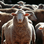 mouton et anti-conformisme elaee comprendre