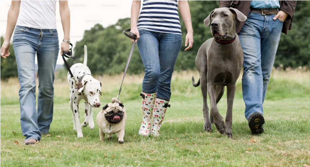 plus d'animaux de compagnie que d'enfants