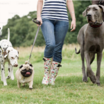 plus d'animaux de compagnie que d'enfants