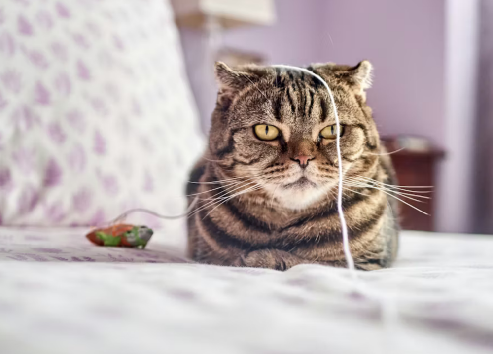 ennui elaee recruteur chasseur de tetes communication marketing digital