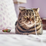 ennui elaee recruteur chasseur de tetes communication marketing digital