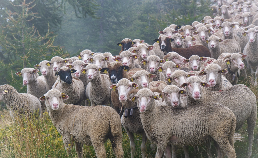 ne pas faire les moutons quand on recrute. Elaee chasseurs de tetes digital creation communication marketing