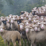 ne pas faire les moutons quand on recrute. Elaee chasseurs de tetes digital creation communication marketing