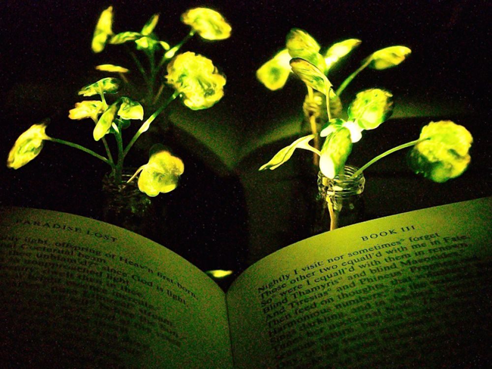 Plantes lumineuses