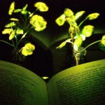 Plantes lumineuses