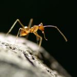 La fourmi, animal totem du product owner organisé et investi