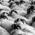 profil atypique et pas mouton de panurge