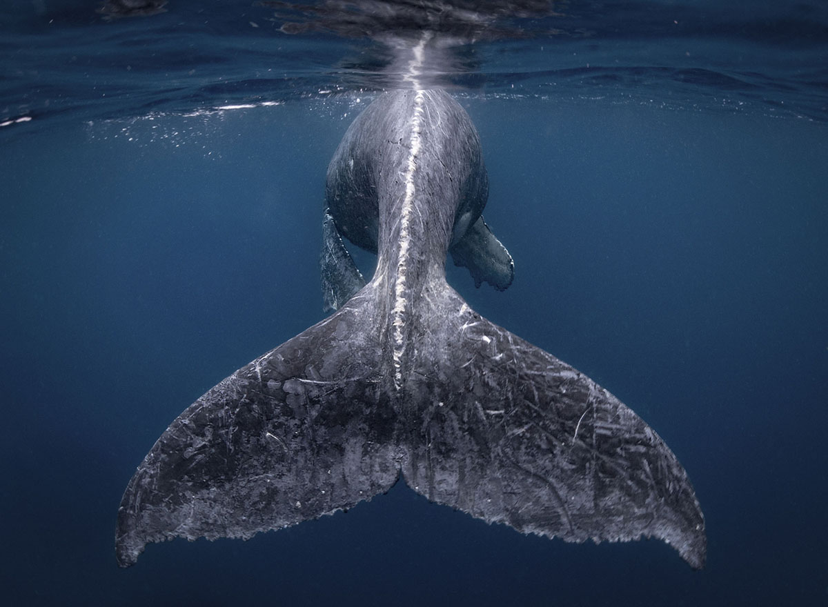 National geographic travel photographer of the year