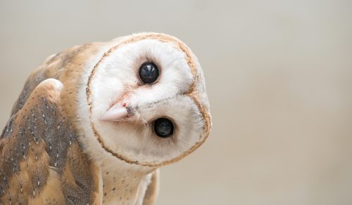 La chouette, animal curieux et totem du DA